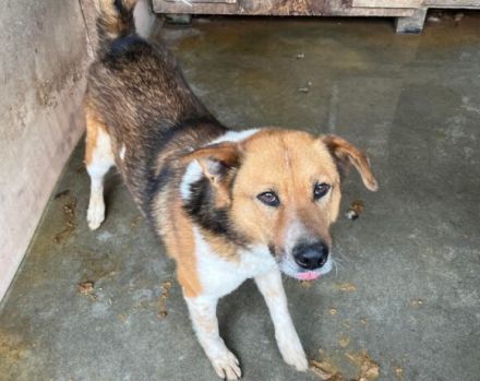 Tigger sucht geduldige & liebevolle Menschen! Seid ihr das?