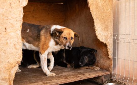 Tigger sucht geduldige & liebevolle Menschen! Seid ihr das?