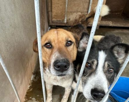 Tigger sucht geduldige & liebevolle Menschen! Seid ihr das?