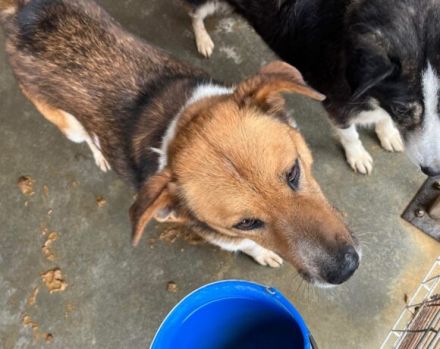 Tigger sucht geduldige & liebevolle Menschen! Seid ihr das?