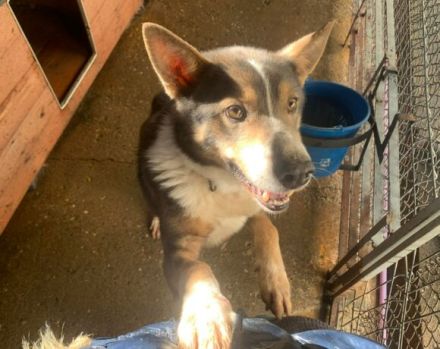 Fidibus sucht hundeerfahrene Menschen