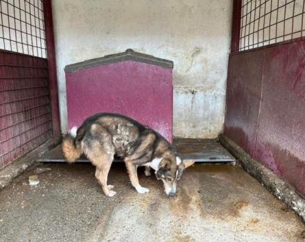 Fidibus sucht hundeerfahrene Menschen