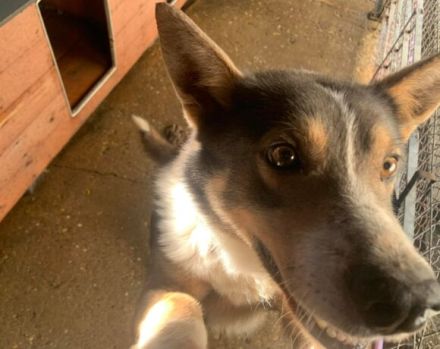 Fidibus sucht hundeerfahrene Menschen