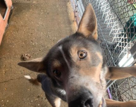 Fidibus sucht hundeerfahrene Menschen