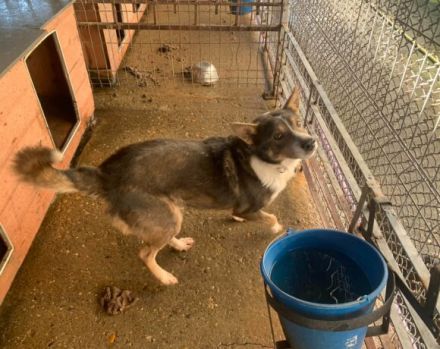 Fidibus sucht hundeerfahrene Menschen