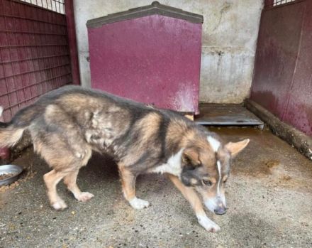 Fidibus sucht hundeerfahrene Menschen