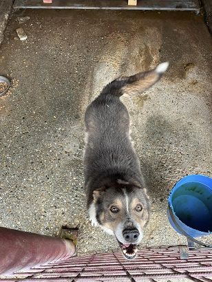 Fidibus sucht hundeerfahrene Menschen