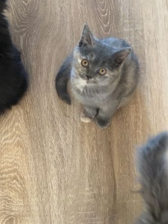 2 BKH Kitten bereit umzuziehen