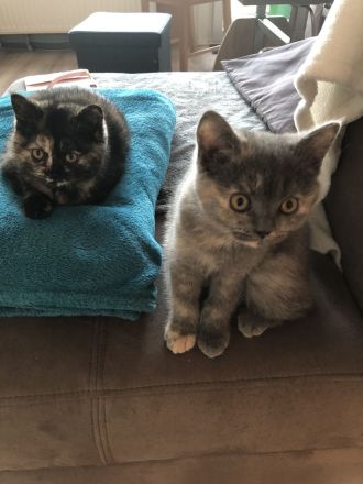 2 BKH Kitten bereit umzuziehen