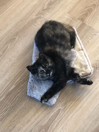 2 BKH Kitten bereit umzuziehen