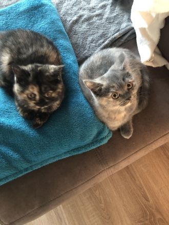 2 BKH Kitten bereit umzuziehen