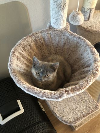 2 BKH Kitten bereit umzuziehen