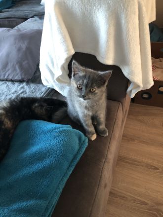 2 BKH Kitten bereit umzuziehen