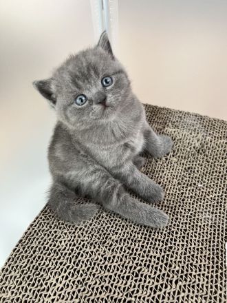 2 BKH Kitten Weibchen und Männchen suchen ein Zuhause