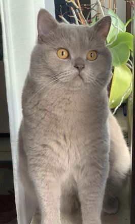 2 BKH Kitten Weibchen und Männchen suchen ein Zuhause