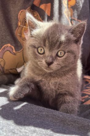 2 BKH Kitten Weibchen und Männchen suchen ein Zuhause