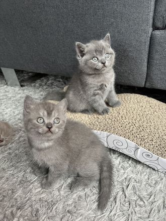 2 BKH Kitten Weibchen und Männchen suchen ein Zuhause
