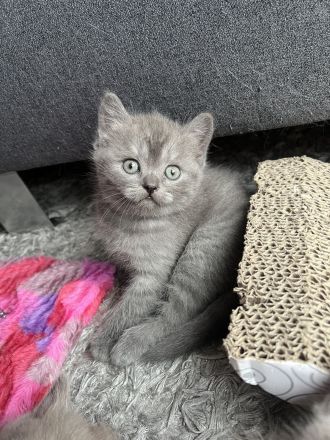 2 BKH Kitten Weibchen und Männchen suchen ein Zuhause