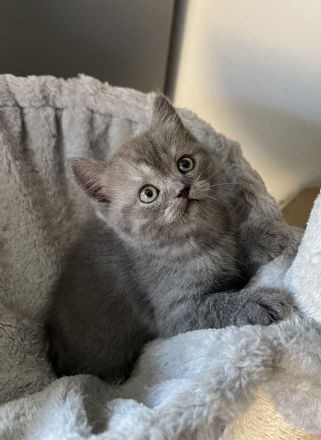 2 BKH Kitten Weibchen und Männchen suchen ein Zuhause