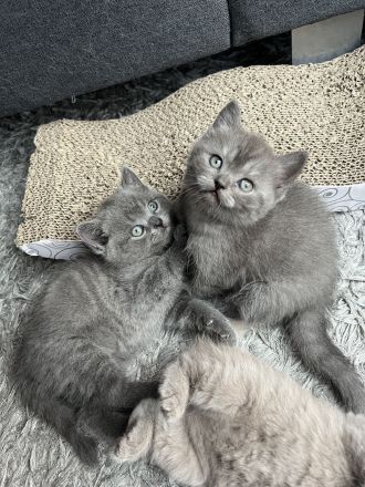 2 BKH Kitten Weibchen und Männchen suchen ein Zuhause
