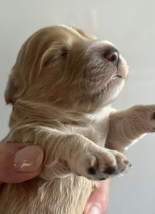 Maltipoo Welpen in der Farbe Aprikot