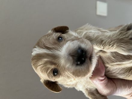 Maltipoo Welpen in der Farbe Aprikot