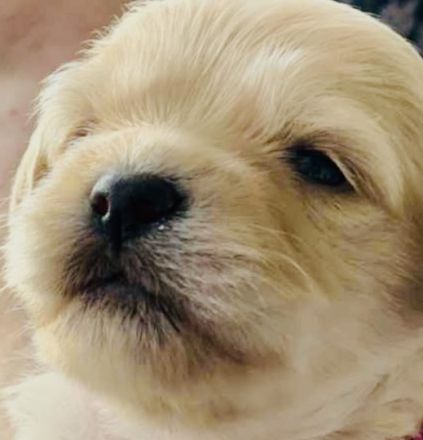 Maltipoo Welpen in der Farbe Aprikot