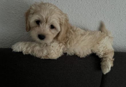 Maltipoo Welpen in der Farbe Aprikot