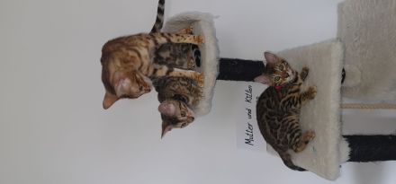 Bengal Kater XXL Rosetten wunderschön Reinrassig