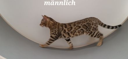 Bengal Kater XXL Rosetten wunderschön Reinrassig