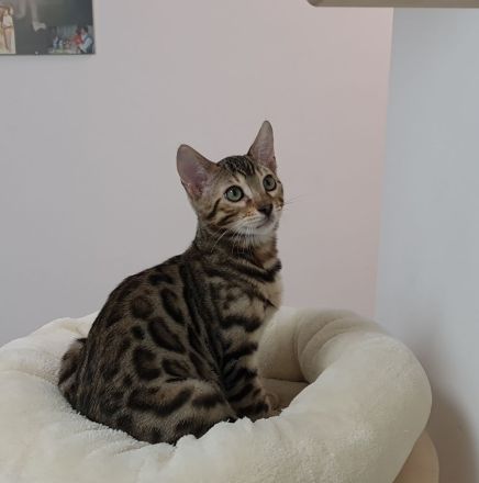 Bengal Kater XXL Rosetten wunderschön Reinrassig