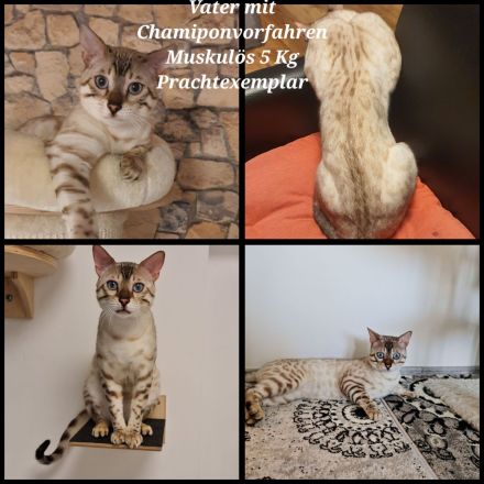 Bengal Kater XXL Rosetten wunderschön Reinrassig