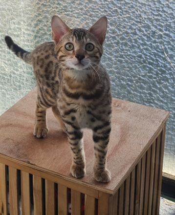 Bengal Kater XXL Rosetten wunderschön Reinrassig