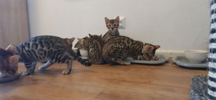 Bengal Kater XXL Rosetten wunderschön Reinrassig