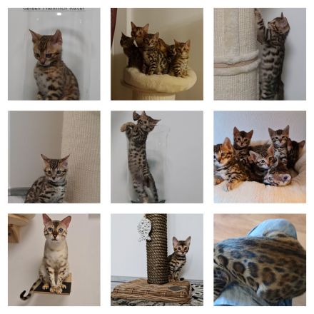 Bengal Kater XXL Rosetten wunderschön Reinrassig
