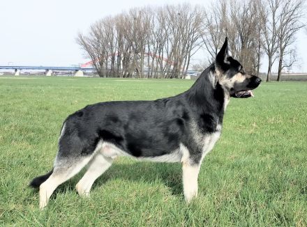 Osteuropäische Schäferhund Welpe