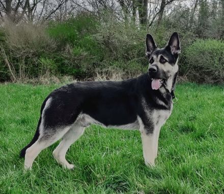 Osteuropäische Schäferhund Welpe