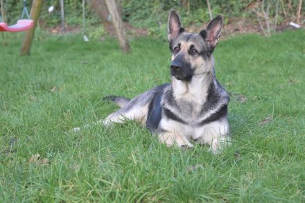 Osteuropäische Schäferhund Welpe