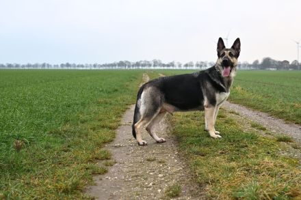Osteuropäische Schäferhund Welpe