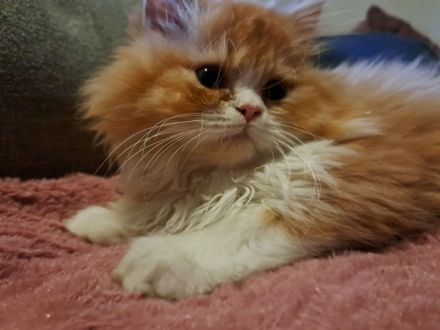 Perserkitten mit Näschen Kater