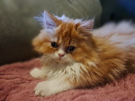 Perserkitten mit Näschen Kater