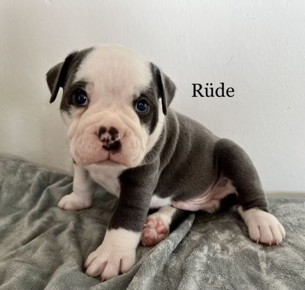Old English Bulldogg Welpen OEB