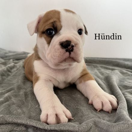Old English Bulldogg Welpen OEB