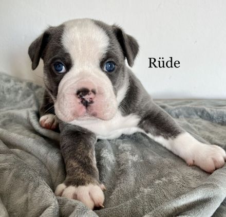 Old English Bulldogg Welpen OEB