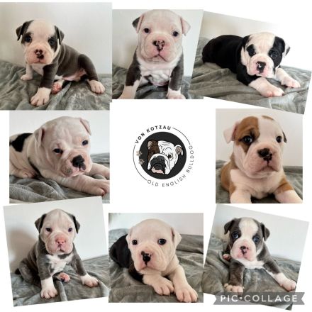 Old English Bulldogg Welpen OEB