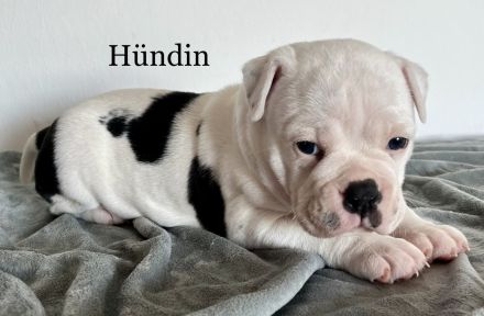 Old English Bulldogg Welpen OEB