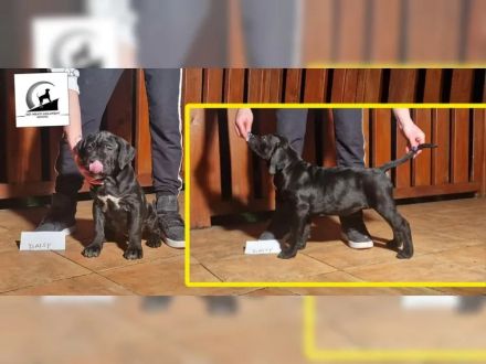 Tiefschwarze cane corso Welpen mit Champion Herkunft