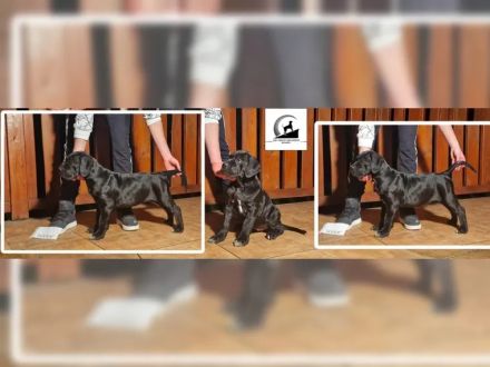 Tiefschwarze cane corso Welpen mit Champion Herkunft