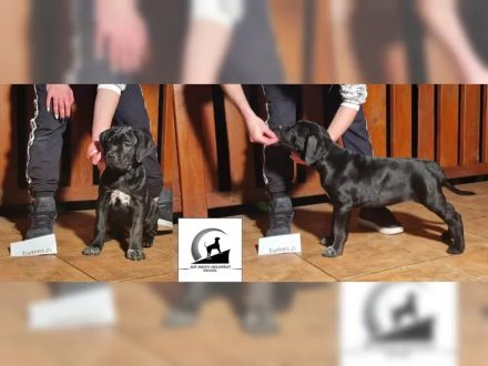Tiefschwarze cane corso Welpen mit Champion Herkunft