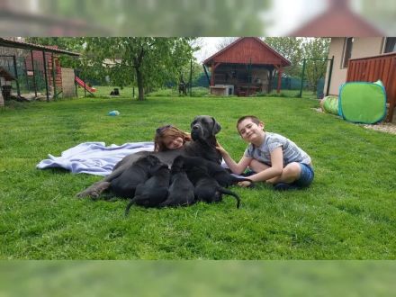 Tiefschwarze cane corso Welpen mit Champion Herkunft
